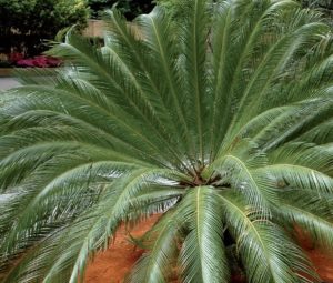 coltivare la Cycas revoluta