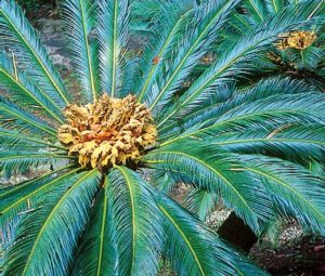 coltivare la Cycas revoluta