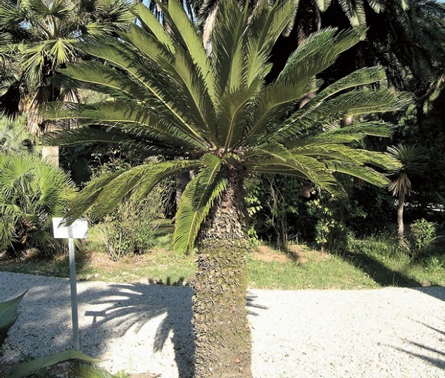 Pianta Artificiale Homescapes Cycas Revoluta In Vaso Nero - Altezza 75 Cm, Foglie Verdi, Ideale Per Casa E Ufficio