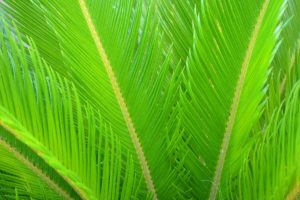coltivare la Cycas