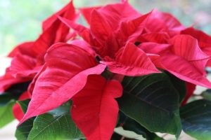 rifiorire la Stella di Natale