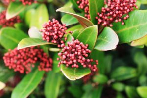 coltivare la Skimmia