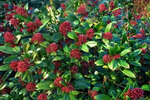 coltivare la Skimmia