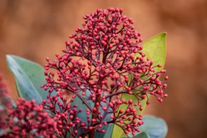 coltivare la Skimmia