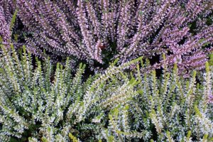 coltivare le Eriche - Erica carnea