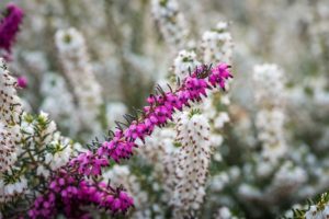 coltivare le Eriche - Erica darleyensis