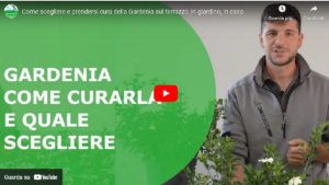 coltivare le Gardenie