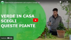 scegliere le piante da appartamento