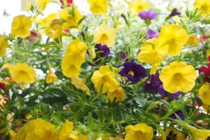 coltivare la Calibrachoa