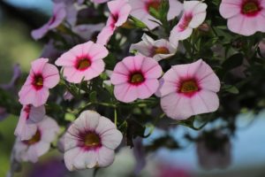 coltivare la Calibrachoa