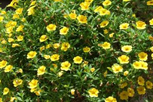 coltivare la Calibrachoa