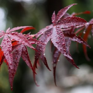 acer japonicum