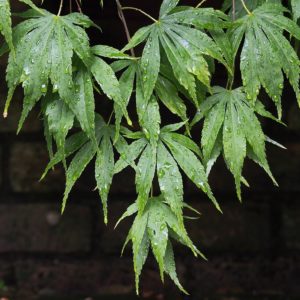 acer japonicum