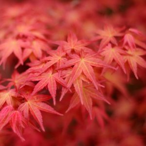 acer japonicum