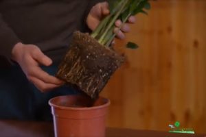 coltivare la Zamioculcas