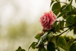 coltivare la Camelia