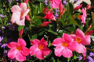 coltivare la Mandevilla