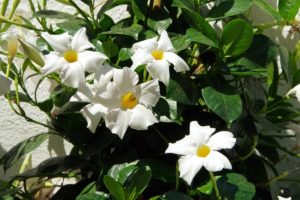 coltivare la Mandevilla