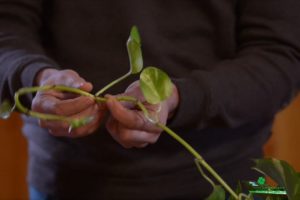 moltiplicare il Pothos