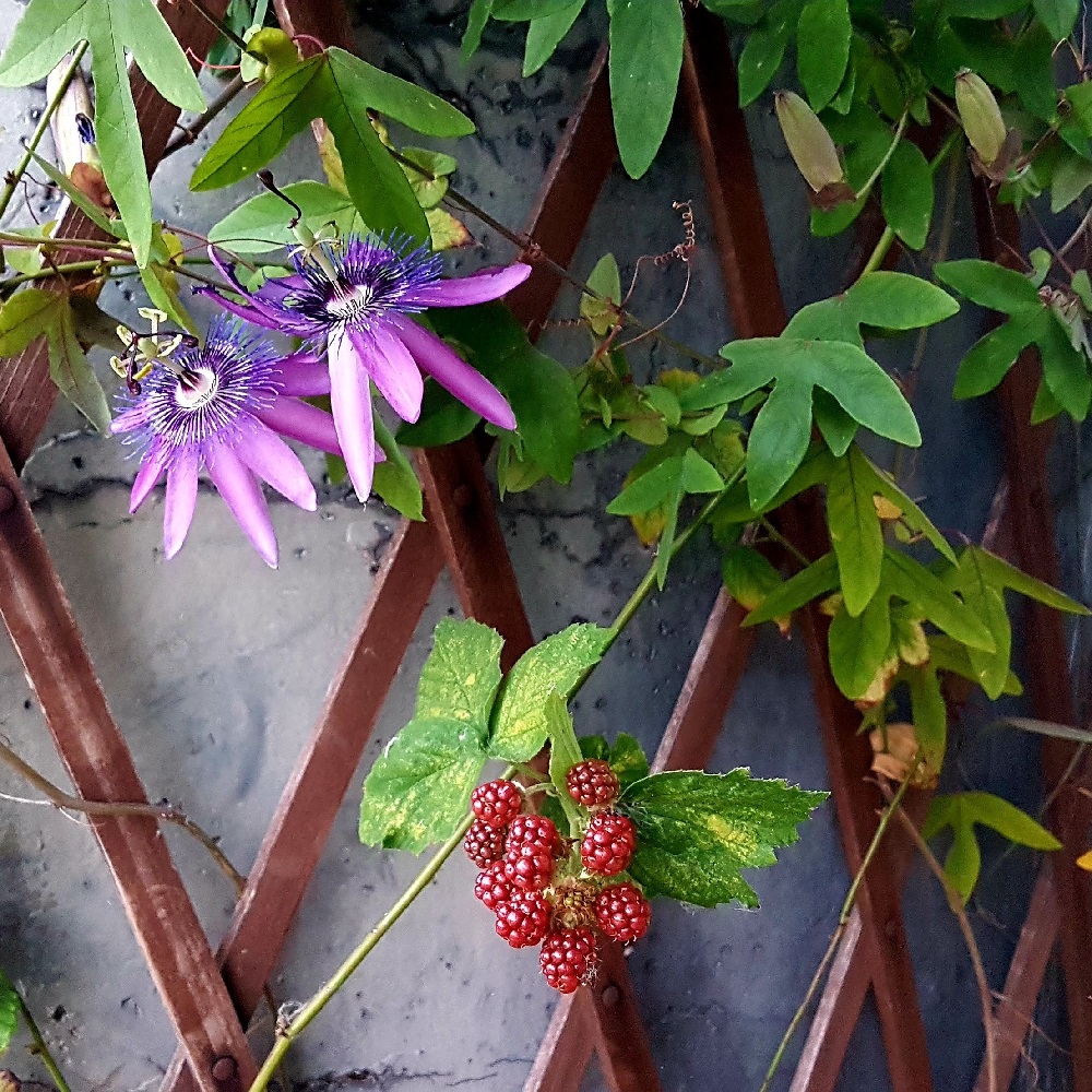 5 Rampicanti In Miniatura Con Fiori - Piante Finte In PVC Per Giardino Fatato, Casa Delle Bambole (Scala 1:6/1:12) E Micro Paesaggi