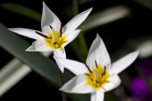 Tulipa turkestanica