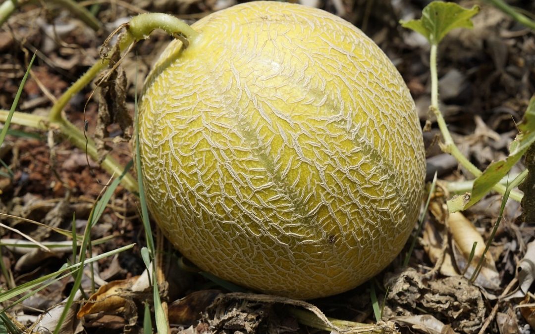 Come coltivare i Meloni