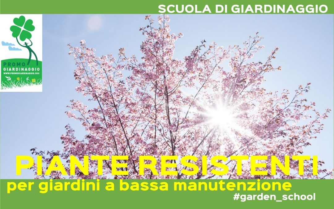 Piante resistenti per un giardino a bassa manutenzione