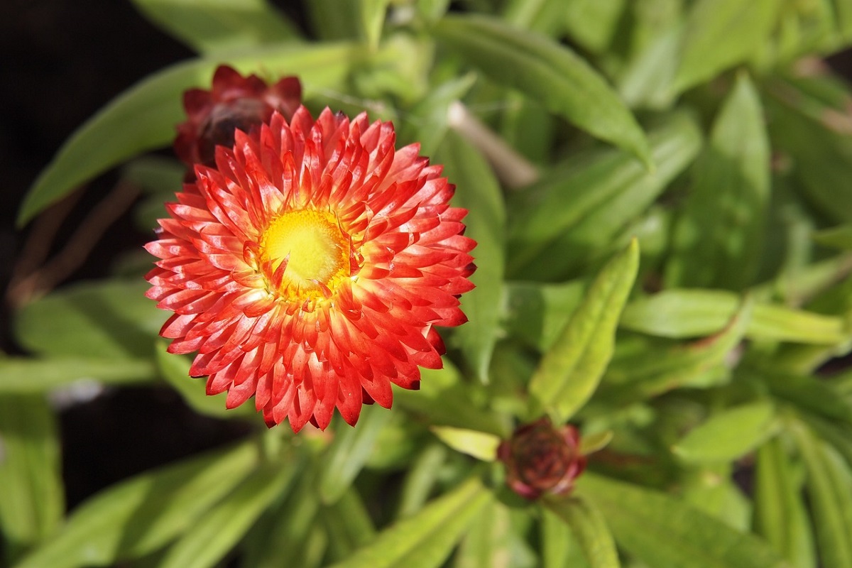 Fiore di carta (elicriso bracteato) - Helichrysum bracteatum 