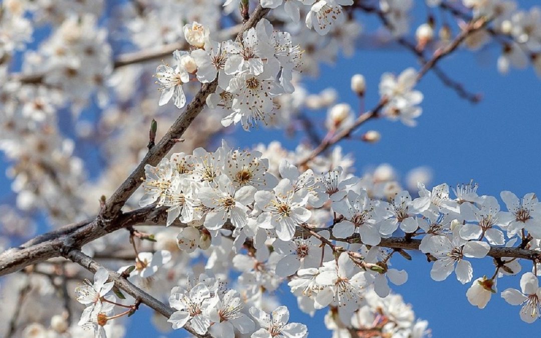 Come coltivare il Pruno da fiore in giardino