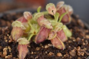 coltivare le piante carnivore - Cephalotus follicularis