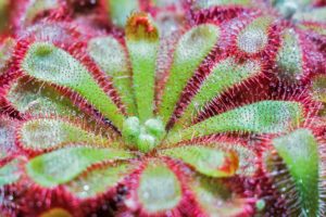 Drosera aliciae