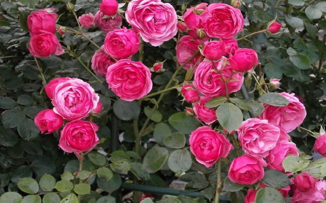 Le Rose miniatura: utili anche per chi non ha un giardino!