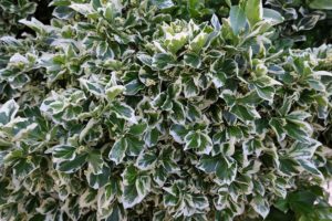 coltivare un Evonimo - Euonymus fortunei