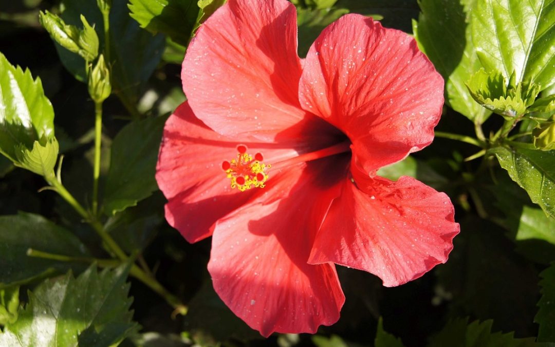coltivare un Hibiscus rosa-sinensis