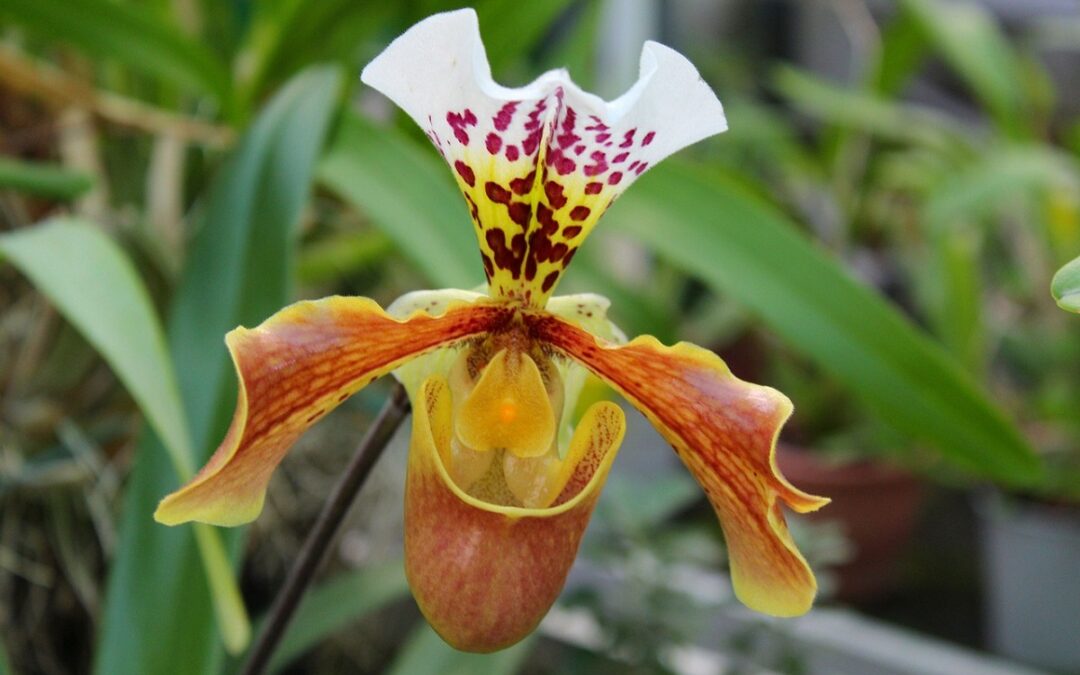Come coltivare un Paphiopedilum: una Orchidea dedicata a Venere