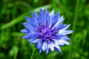 piante con i fiori azzurri - Fiordaliso