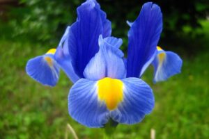 piante con i fiori azzurri - Iris