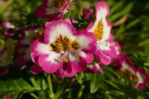 Schizanthus