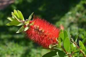 Callistemon