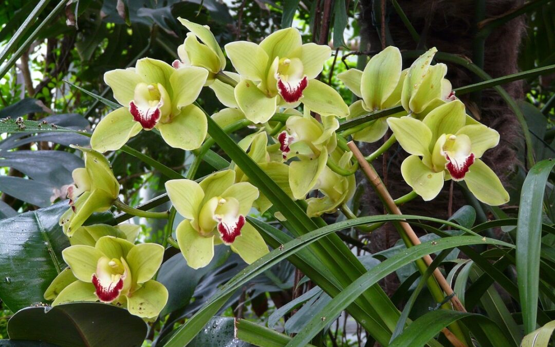 Come coltivare un Cymbidium: una Orchidea con fioriture generose