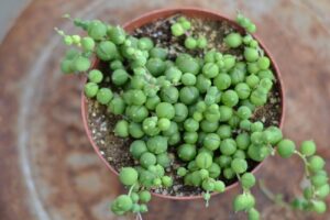 Senecio rowleyanus