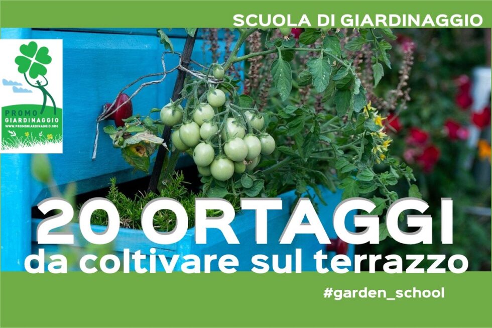 20 ortaggi da coltivare in vaso sul terrazzo - Promogiardinaggio