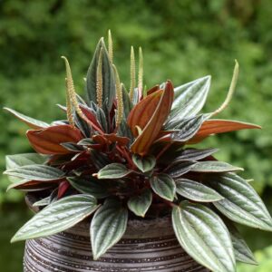 coltivare la Peperomia - Peperomia caperata