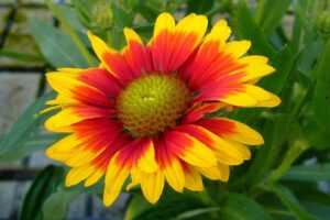 fioriture estive - Gaillardia