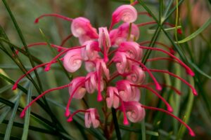 piante-per-un-giardino-marino-Grevillea-rosmarinifolia