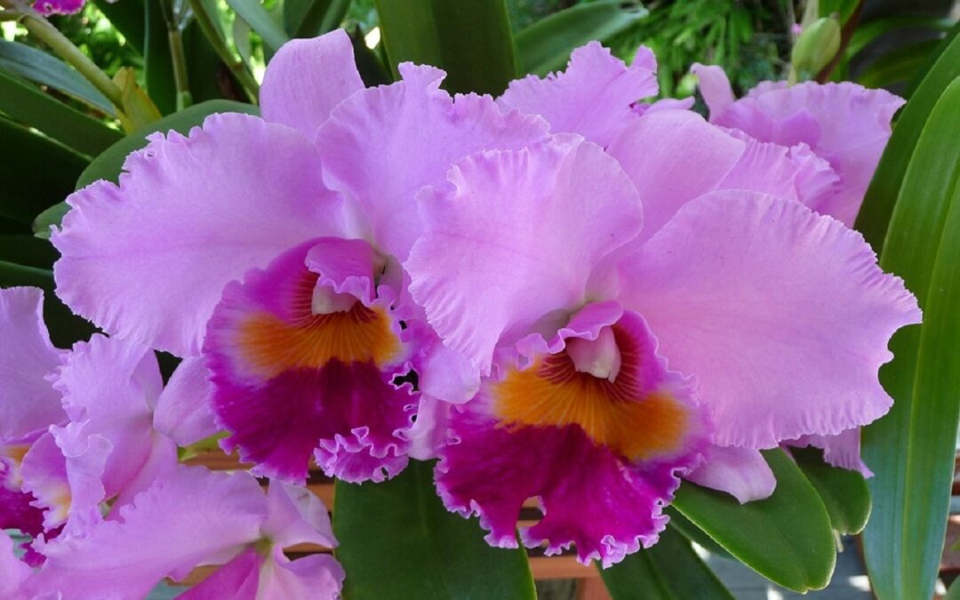 Orchidee: come coltivare la Cattleya
