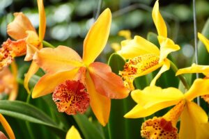 coltivare la Cattleya - Cattleya dowiana