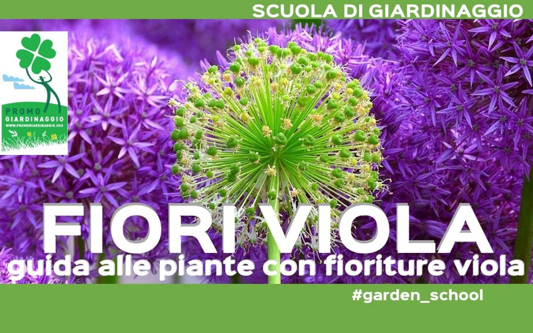 Progettare le aiuole: piante con i fiori viola