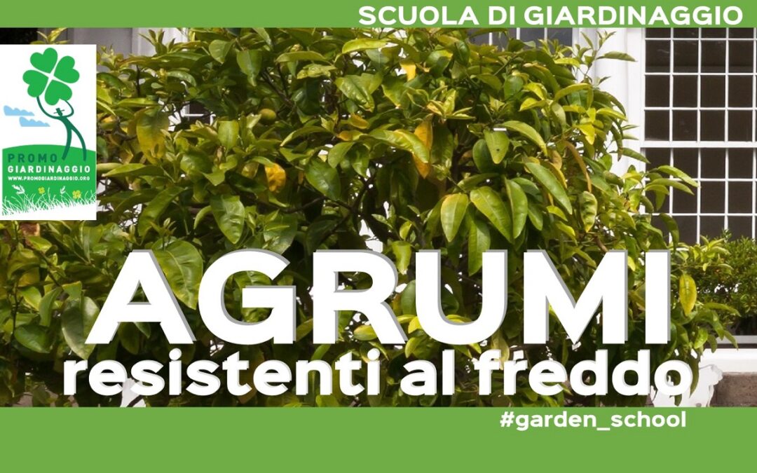 Agrumi resistenti al freddo