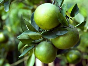 Agrumi resistenti al freddo - Arancio amaro
